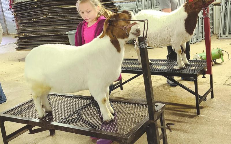 GOAT GROOMERS The Ochiltree County Expo Center held a workday on Saturday for students who needed to get their animals washed and groomed before the Ochiltree County Junior Livestock Show and Sale this weekend. Pictured above are Kylee Knox, age 8, and Nathan Knox, 11, making sure their goats look their very best.
