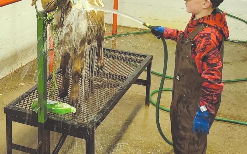 THIS IS THE WAY WE WASH OUR GOAT The Ochiltree County Expo Center held a workday on Saturday for students who needed to get their animals washed and groomed before the Ochiltree County Junior Livestock Show and Sale this weekend. Pictured above is Clay Oquin, age 9, helping to get his goat Lil Bits cleaned up.