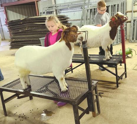 GOAT GROOMERS The Ochiltree County Expo Center held a workday on Saturday for students who needed to get their animals washed and groomed before the Ochiltree County Junior Livestock Show and Sale this weekend. Pictured above are Kylee Knox, age 8, and Nathan Knox, 11, making sure their goats look their very best.