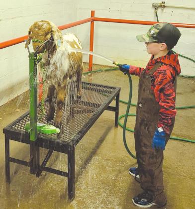 THIS IS THE WAY WE WASH OUR GOAT The Ochiltree County Expo Center held a workday on Saturday for students who needed to get their animals washed and groomed before the Ochiltree County Junior Livestock Show and Sale this weekend. Pictured above is Clay Oquin, age 9, helping to get his goat Lil Bits cleaned up.
