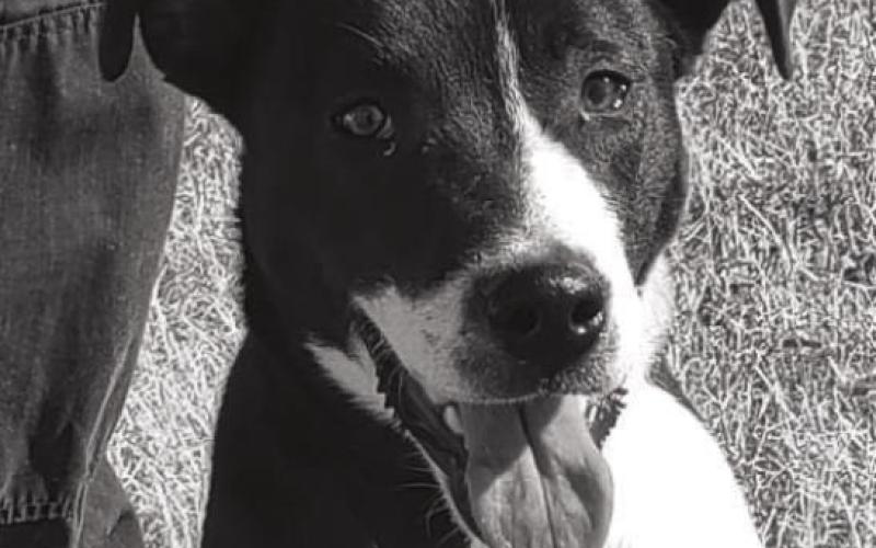 PET OF THE WEEK