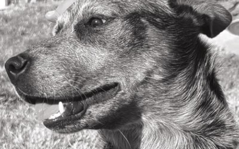 PET OF THE WEEK
