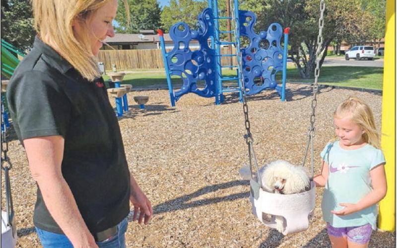 DOG ON A SWING