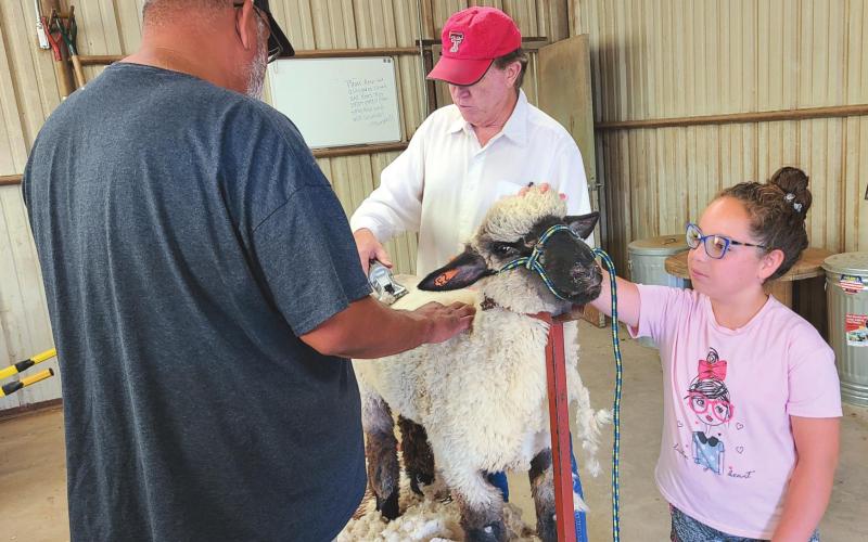 SHEEP SHEARING SEASON