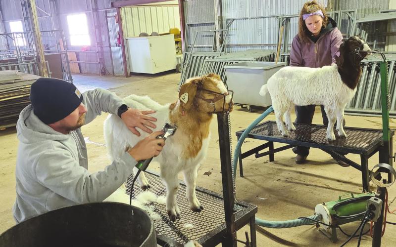 GETTING GOATS GROOMED