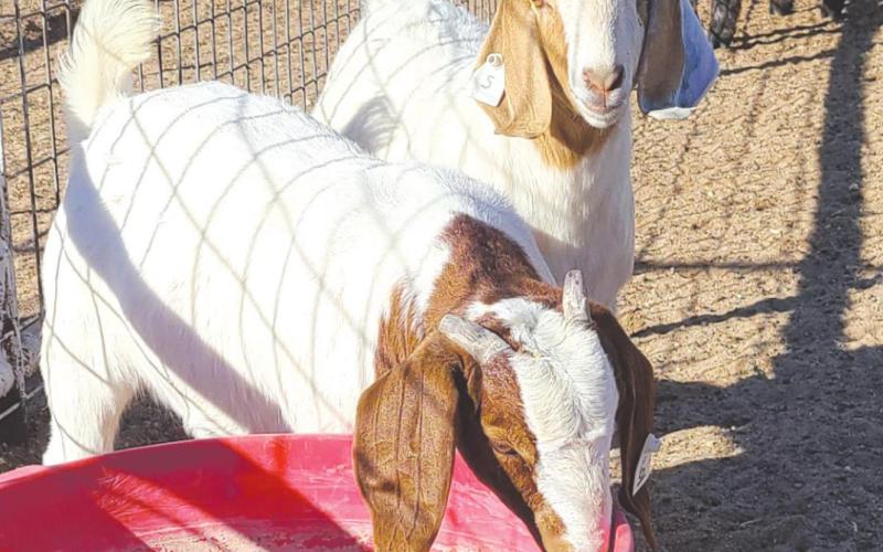 STOCK SHOW SHENANIGANS