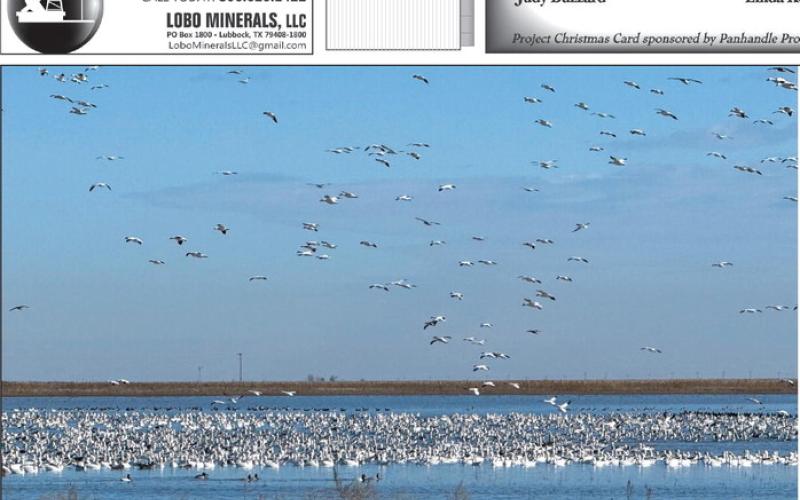 Over the past month scores of geese have used the Perryton area and the Panhandle in general as a stopping point during their annual migration. Snow geese and Canada geese both have been spotted taking a dip in the many playa lakes throughout the area, but mostly snow geese are pictured here behind Equity Town &amp;amp; Country on South Highway 83. Many thanks to Harold Courson for spotting this photo opportunity and letting us know.