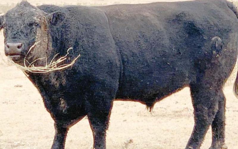 IS THIS YOUR BULL?