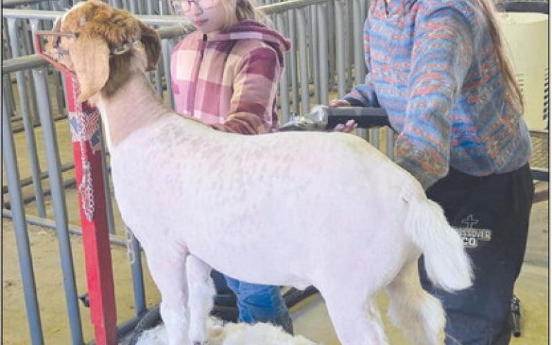With the 88th annual Ochiltree County Junior Livestock Show and Sale set to begin this weekend, Jan. 16-17, students took advantage of a Work Day at the Ochiltree County Expo Center to wash and groom their animals. Pictured giving a goat a clip and clean-up are, from left, Madison Knox, third grade, and Hallie Lopez, eighth grade.