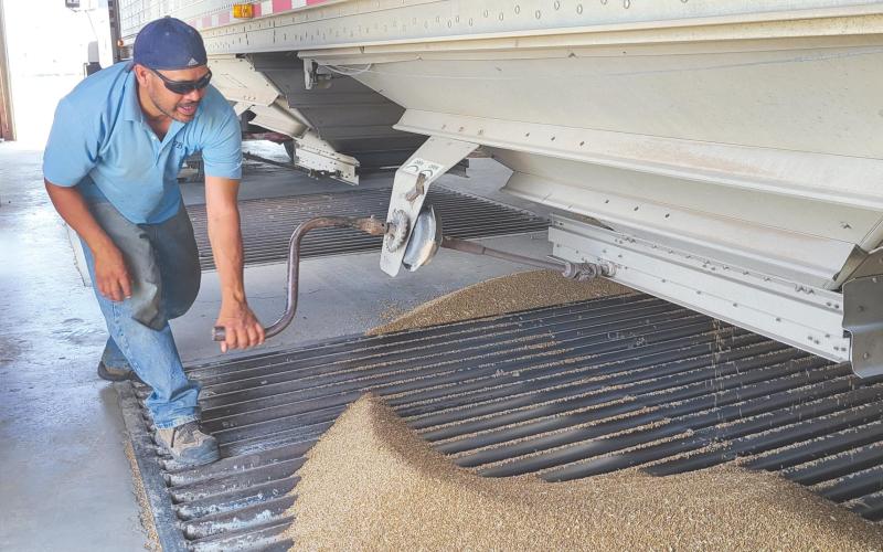 ROUGH YEAR FOR WHEAT