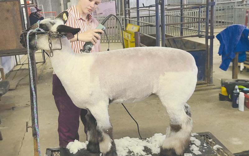 SHEEP SHEARING FOR THE STOCK SHOW