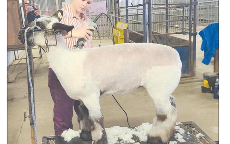 With the 86th annual Ochiltree County Junior Livestock Show and Sale set to begin this weekend, Jan. 17-18, students took advantage of a Saturday Work Day at the Ochiltree County Expo Center to wash and groom their animals. Pictured shearing the sheep she’ll be exhibiting at the stock show is Tana Williams.