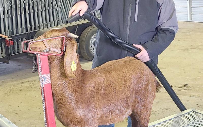 The 86th annual Ochiltree County Junior Livestock Show and Sale is coming up this weekend, but participating students got a little extra time last Saturday to get their animals well-groomed for the show. Pictured drying off the goat he’ll be exhibiting is Nathan Knox.