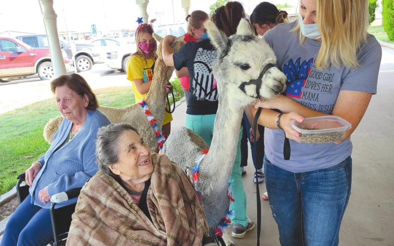 ALPACAS AT SENIOR VILLAGE