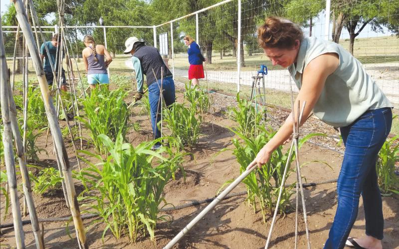 OLD-FASHIONED GARDENING