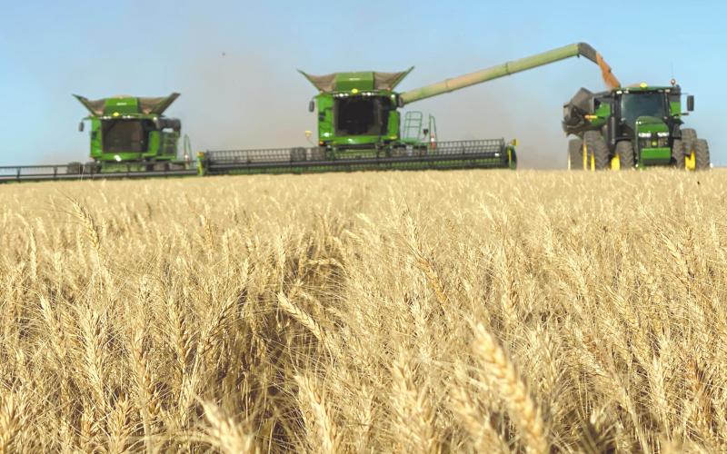 OCHILTREE WHEAT HARVEST BEGINS