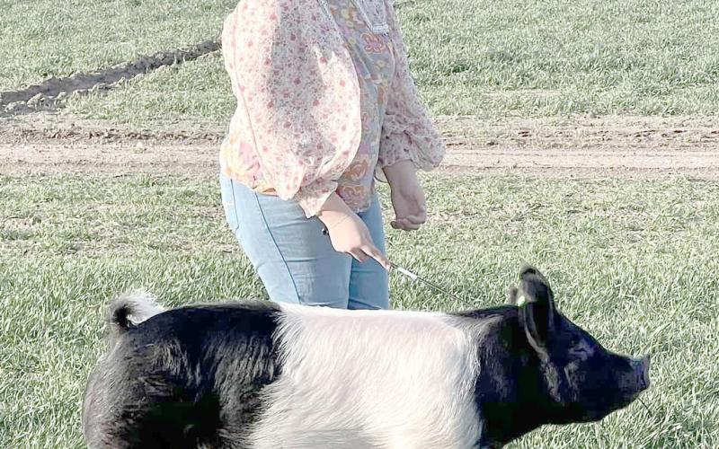 The 86th annual Ochiltree County Junior Livestock Show and Sale is ready to begin this weekend, Jan. 17-18, so many participating students have been working hard to get their animals trained, groomed, and ready to exhibit. Pictured is Saraelee Pshigoda putting her pig through its paces prior to the show.