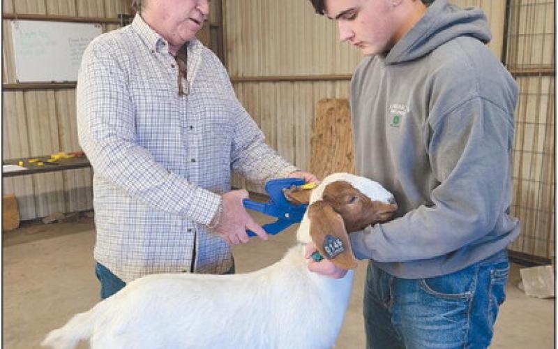 VALIDATION DAY Extension Agent Scott Strawn presided over Sheep and Goat Validation Day on Tuesday evening at the county’s ag barn near the Expo Center. Validation Day is one of the first steps prior to the upcoming livestock show andsale. Students showing sheep or goats brought their animals in to get them registered and tagged. Pictured are Strawn, at left, with senior Tanner Barnes. Strawn is preparing to clip an ear tag on Barnes’ Boer Cross goat, Jerry.