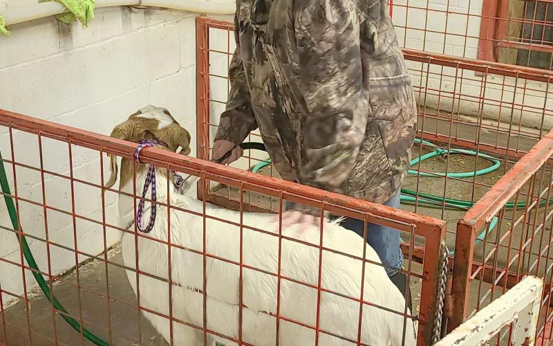 This weekend’s 86th annual Ochiltree County Junior Livestock Show and Sale will spotlight 118 animals and the students who will be exhibiting them. The Ochiltree County Expo Center was open Saturday morning to give students extra time to clean and groom their animals before the show. Pictured is Rebekah Young washing her goat.