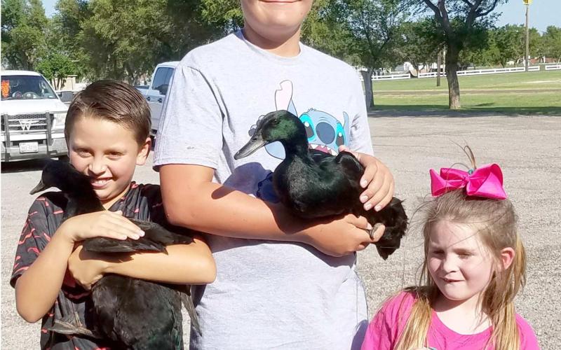 MIGHTY DUCKS—The Ochiltree County 4-H Poultry Show was held Aug. 6 at the Ochiltree County Expo Center. Among the competitors were, from left, Alex Grajeda, age 9, holding his duck Cardi Beak, Dane Staggs, 13, with his duck Quacker Attacker, and Kendall DeWitt, 6.