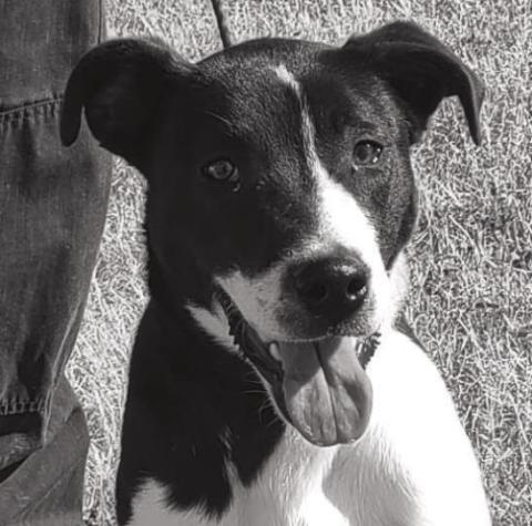 PET OF THE WEEK