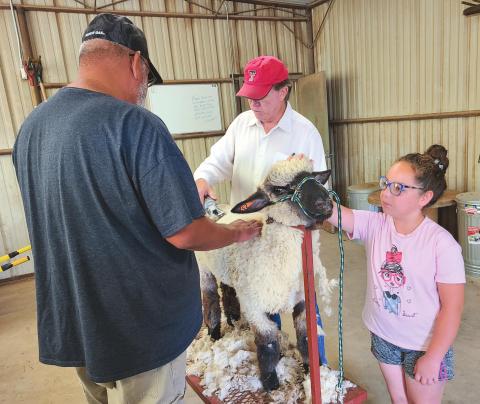 SHEEP SHEARING SEASON