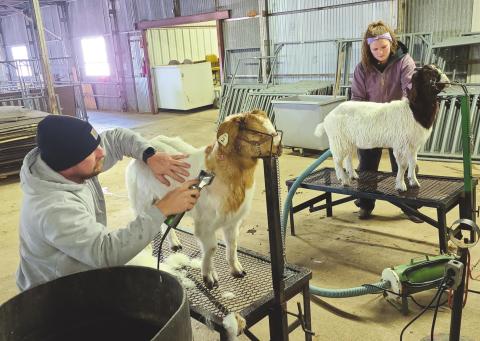 GETTING GOATS GROOMED