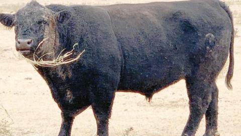 IS THIS YOUR BULL?