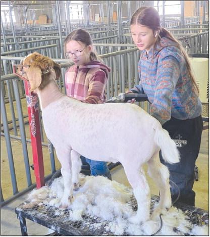 With the 88th annual Ochiltree County Junior Livestock Show and Sale set to begin this weekend, Jan. 16-17, students took advantage of a Work Day at the Ochiltree County Expo Center to wash and groom their animals. Pictured giving a goat a clip and clean-up are, from left, Madison Knox, third grade, and Hallie Lopez, eighth grade.