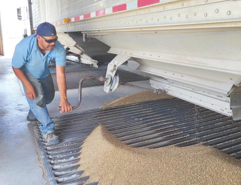 ROUGH YEAR FOR WHEAT