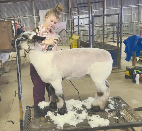 SHEEP SHEARING FOR THE STOCK SHOW