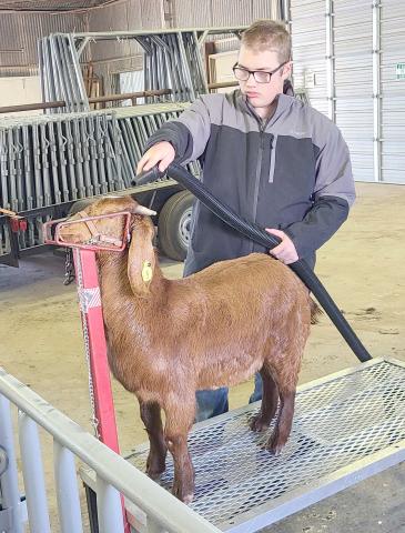 The 86th annual Ochiltree County Junior Livestock Show and Sale is coming up this weekend, but participating students got a little extra time last Saturday to get their animals well-groomed for the show. Pictured drying off the goat he’ll be exhibiting is Nathan Knox.