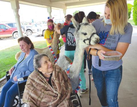 ALPACAS AT SENIOR VILLAGE