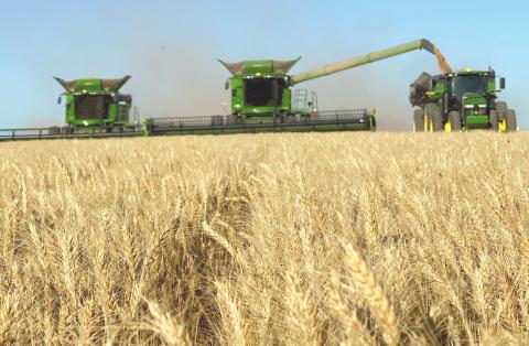 OCHILTREE WHEAT HARVEST BEGINS