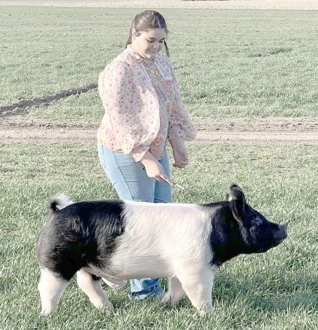 The 86th annual Ochiltree County Junior Livestock Show and Sale is ready to begin this weekend, Jan. 17-18, so many participating students have been working hard to get their animals trained, groomed, and ready to exhibit. Pictured is Saraelee Pshigoda putting her pig through its paces prior to the show.