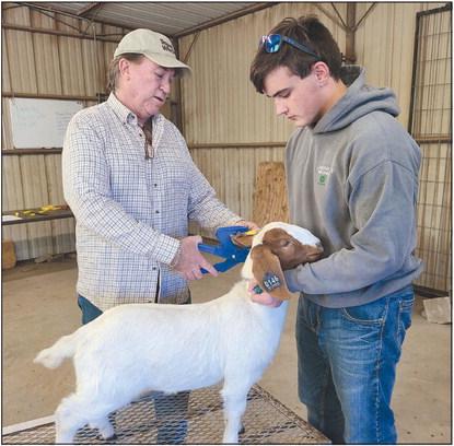VALIDATION DAY Extension Agent Scott Strawn presided over Sheep and Goat Validation Day on Tuesday evening at the county’s ag barn near the Expo Center. Validation Day is one of the first steps prior to the upcoming livestock show andsale. Students showing sheep or goats brought their animals in to get them registered and tagged. Pictured are Strawn, at left, with senior Tanner Barnes. Strawn is preparing to clip an ear tag on Barnes’ Boer Cross goat, Jerry.