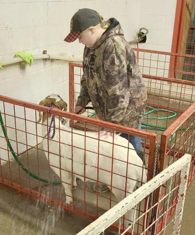 This weekend’s 86th annual Ochiltree County Junior Livestock Show and Sale will spotlight 118 animals and the students who will be exhibiting them. The Ochiltree County Expo Center was open Saturday morning to give students extra time to clean and groom their animals before the show. Pictured is Rebekah Young washing her goat.