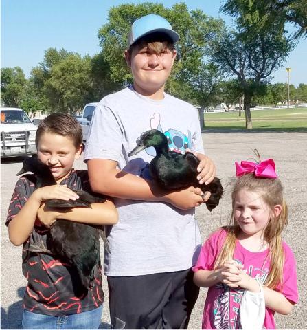 MIGHTY DUCKS—The Ochiltree County 4-H Poultry Show was held Aug. 6 at the Ochiltree County Expo Center. Among the competitors were, from left, Alex Grajeda, age 9, holding his duck Cardi Beak, Dane Staggs, 13, with his duck Quacker Attacker, and Kendall DeWitt, 6.