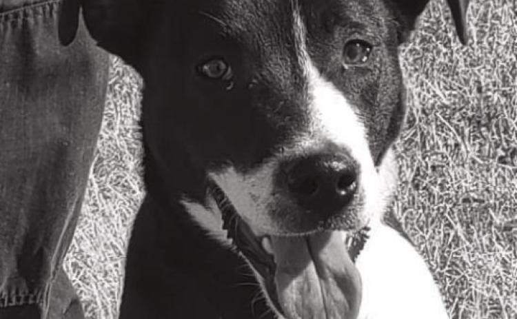 PET OF THE WEEK