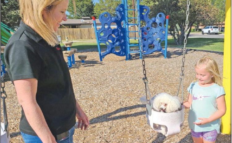 DOG ON A SWING