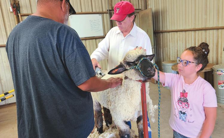 SHEEP SHEARING SEASON