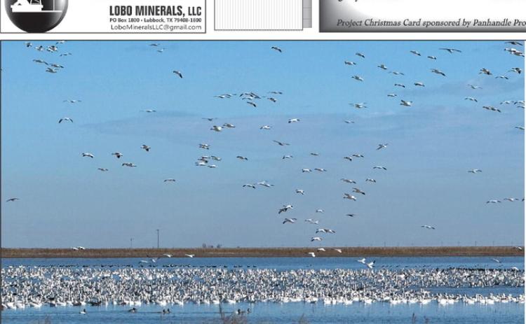 Over the past month scores of geese have used the Perryton area and the Panhandle in general as a stopping point during their annual migration. Snow geese and Canada geese both have been spotted taking a dip in the many playa lakes throughout the area, but mostly snow geese are pictured here behind Equity Town &amp; Country on South Highway 83. Many thanks to Harold Courson for spotting this photo opportunity and letting us know.