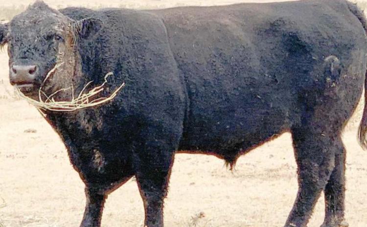 IS THIS YOUR BULL?
