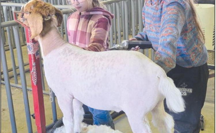 With the 88th annual Ochiltree County Junior Livestock Show and Sale set to begin this weekend, Jan. 16-17, students took advantage of a Work Day at the Ochiltree County Expo Center to wash and groom their animals. Pictured giving a goat a clip and clean-up are, from left, Madison Knox, third grade, and Hallie Lopez, eighth grade.