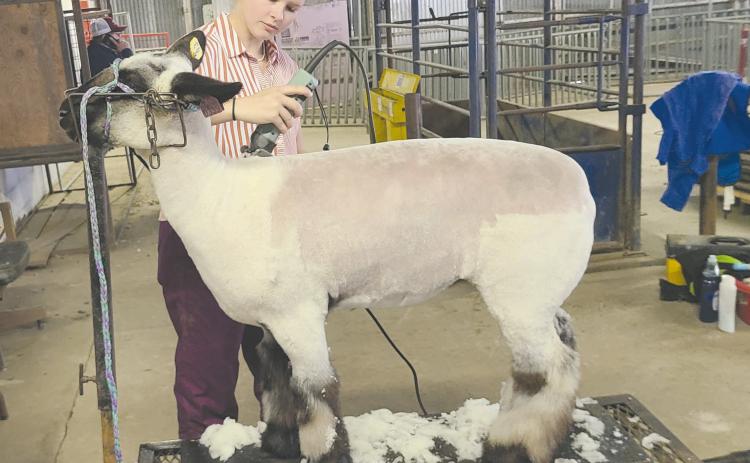 SHEEP SHEARING FOR THE STOCK SHOW
