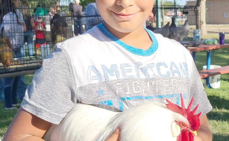 BIRD’S THE WORD— The 2022 Ochiltree Bantam Show was held last Tuesday evening at Leatherman Park as members of Ochiltree County 4-H brought in poultry to exhibit. The show was judged by Russell and Carlet Estlack. Adan Gonzalez, age 10, won Best of Show and Best Rooster for his Bantam White Leghorn, Peter.