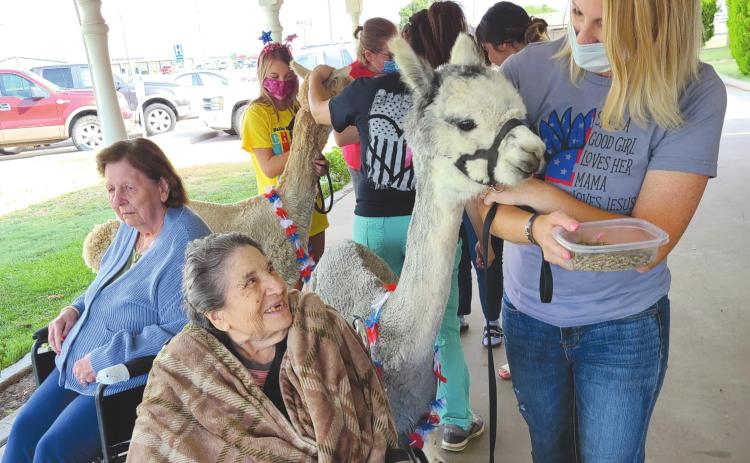 ALPACAS AT SENIOR VILLAGE