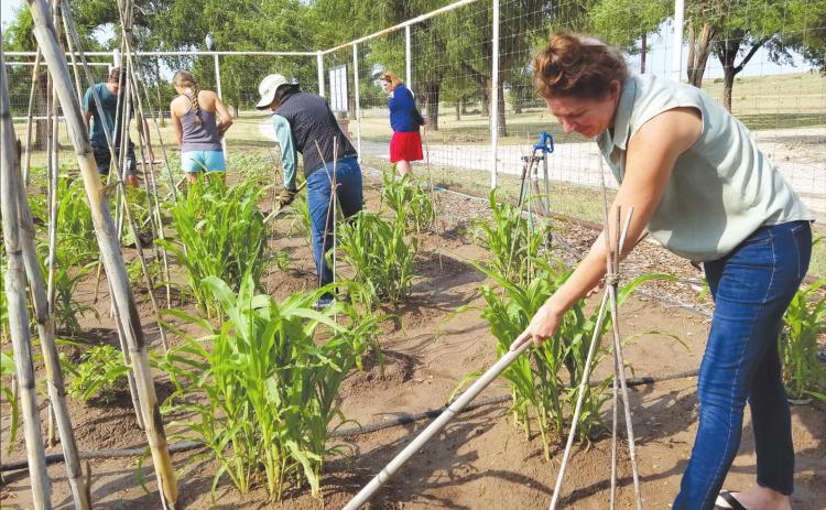 OLD-FASHIONED GARDENING