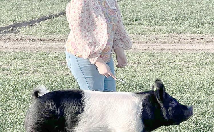 The 86th annual Ochiltree County Junior Livestock Show and Sale is ready to begin this weekend, Jan. 17-18, so many participating students have been working hard to get their animals trained, groomed, and ready to exhibit. Pictured is Saraelee Pshigoda putting her pig through its paces prior to the show.