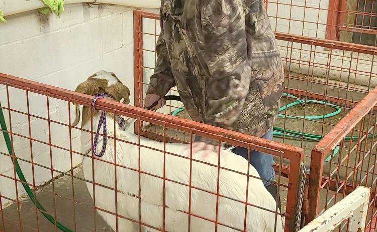 This weekend’s 86th annual Ochiltree County Junior Livestock Show and Sale will spotlight 118 animals and the students who will be exhibiting them. The Ochiltree County Expo Center was open Saturday morning to give students extra time to clean and groom their animals before the show. Pictured is Rebekah Young washing her goat.